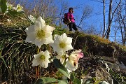 62 Bellissimi ellebori in fiore